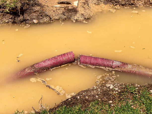 Best Mold removal after water damage  in Phoenix Lake, CA